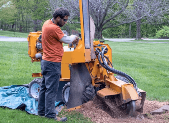 Stump Removal