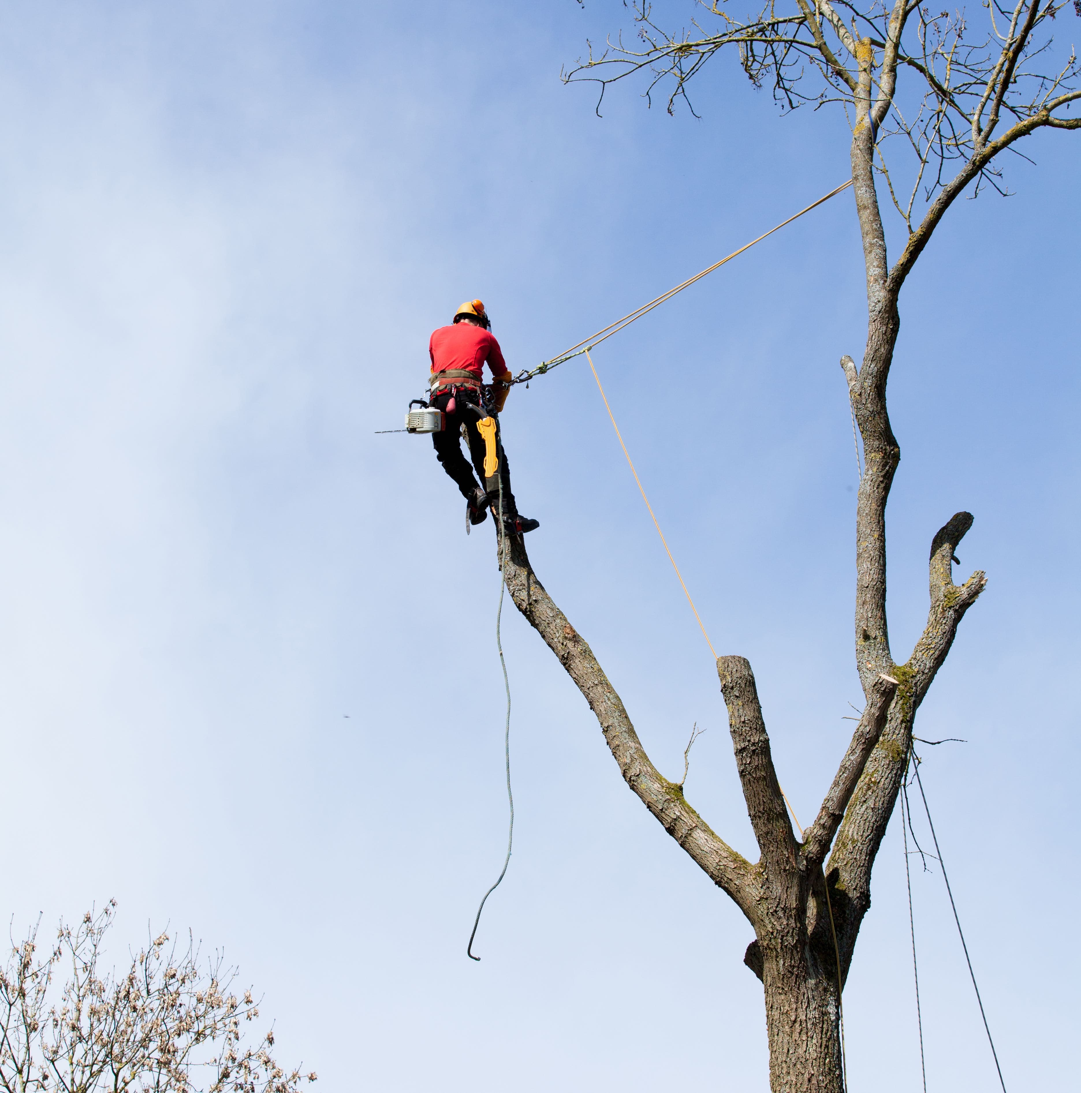 Tree Trimming & Removal